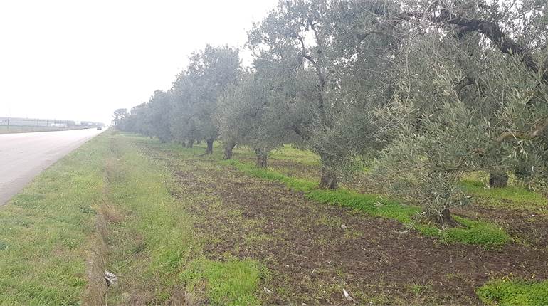 TERRENO CON AMPIO FRONTE STRADA