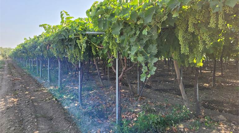 VIGNETO, OLIVETO E FRUTTETO CON DIGA