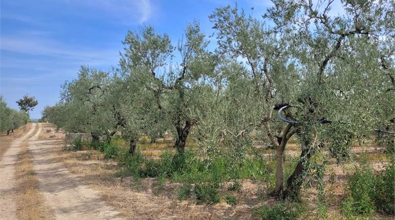 OLIVETO CON DIGA E FRONTE STRADA