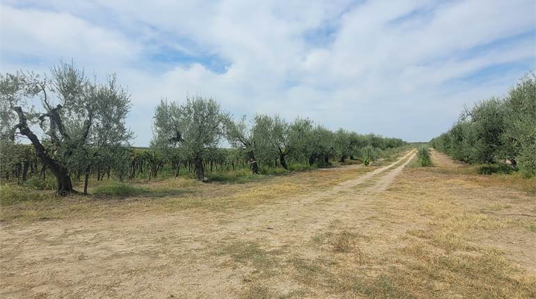 OLIVETO CON DIGA E FRONTE STRADA