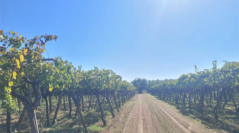 TERRENO HA 6,70 IRRIGUO SU VIA CANDELA