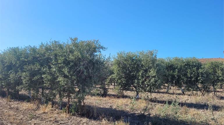 OLIVETO SUPER INTENSIVO SU STRADA STATALE 16