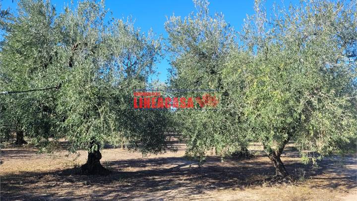 OLIVETO HA 2,80 IRRIGUO E CON ALBERI SECOLARI