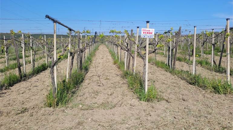 TERRENO DI HA 3,40 CIRCA CON ALLACCI ALLA DIGA