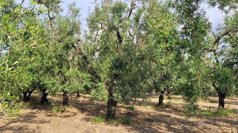 OLIVETO DI HA 1,5 CIRCA CON POZZO E CORRENTE