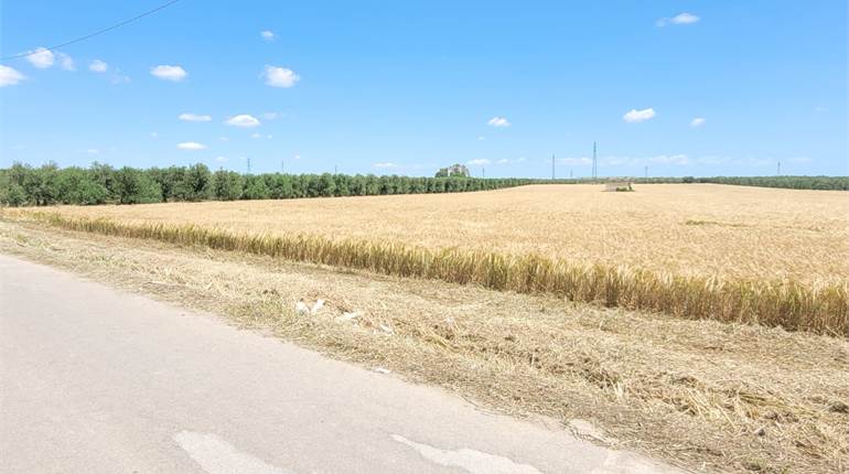 TERRENO STRADA SAN MARCO HA 1,5