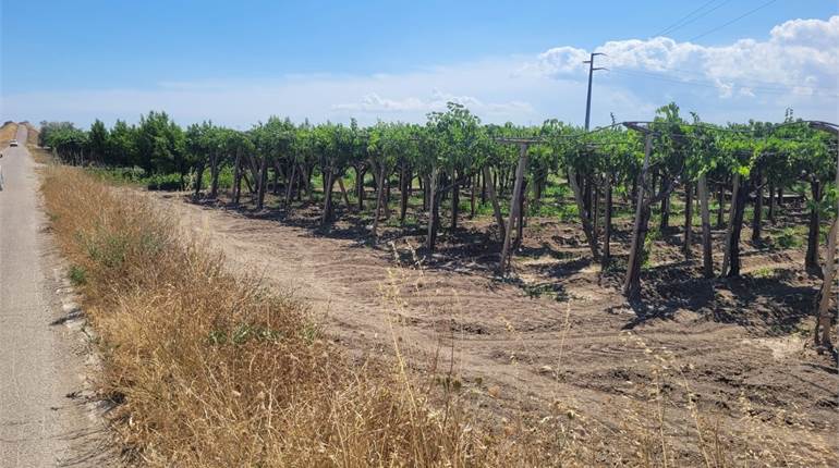 PICCOLO VIGNETO FRONTE STRADA