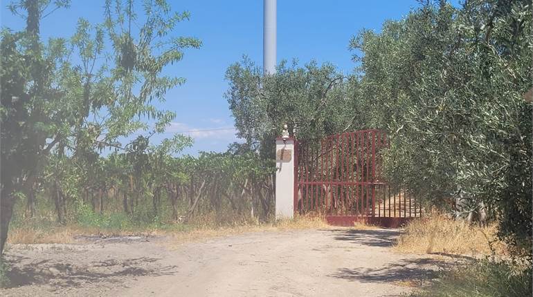 TERRENO VIGNETO CON VILLETTA