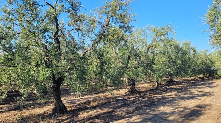 VIGNETO E OLIVETO DI HA 2,10