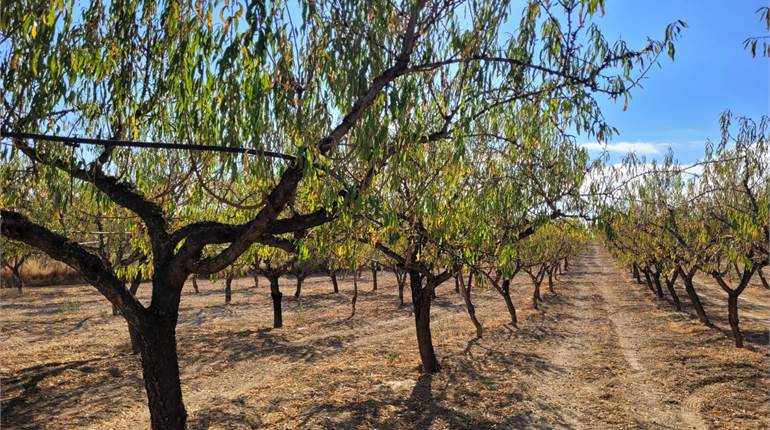 TERRENO MANDORLETO IRRIGUO