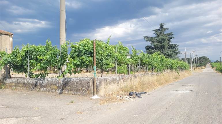 TERRENO VIGNETO E OLIVETO CON DIGA E POZZO