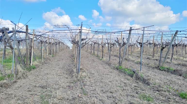 VIGNETO SANGIOVESE HA 1,20 CON DIGA