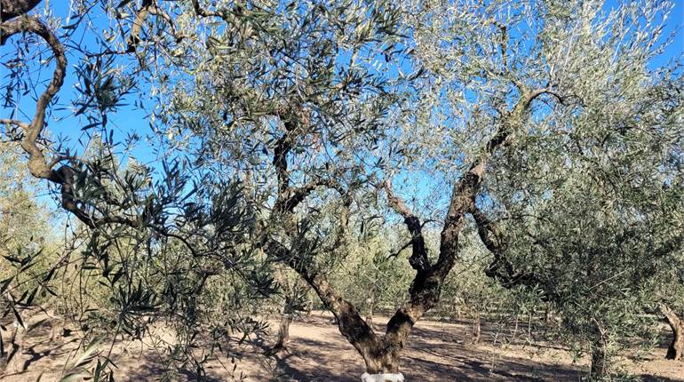 OLIVETO DI MEZZO ETTARO CON DIGA