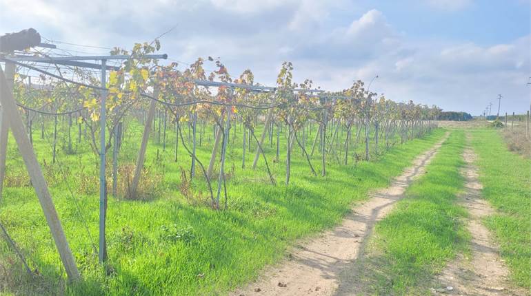 VIGNETO IRRIGUO FRONTE STRADA 