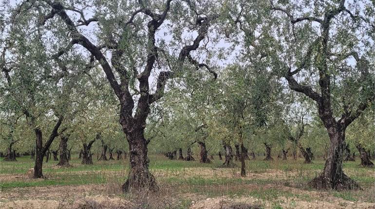 OLIVETO FRONTE STRADA