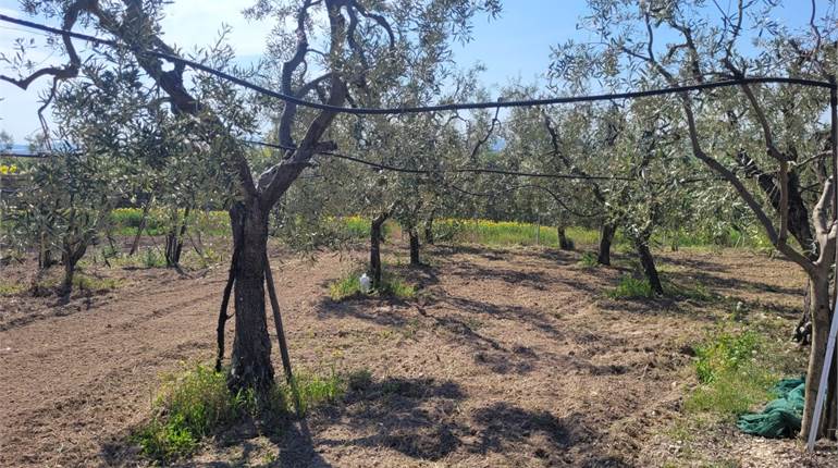 TERRENO DI HA 3,90 CIRCA CON CAPANNONE COLLABENTE