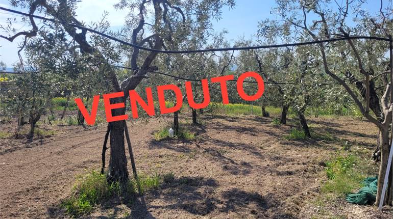 TERRENO DI HA 3,90 CIRCA CON CAPANNONE COLLABENTE