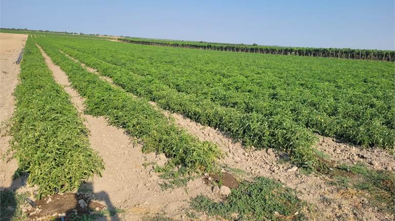 TERRENO DI HA 3,70 CIRCA CON POZZO