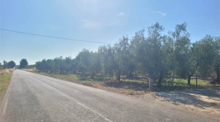 OLIVETO FRONTE STRADA VIA TRINITAPOLI