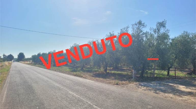 OLIVETO FRONTE STRADA VIA TRINITAPOLI