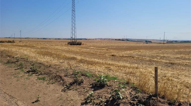 TERRENI AGRICOLI HA 21 CIRCA