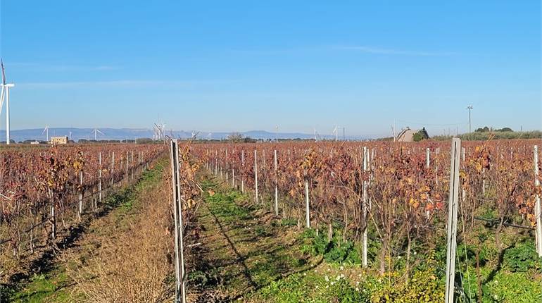 VIGNETO A SPALLIERA HA 4 CON DIGA, POZZO E CORRENTE