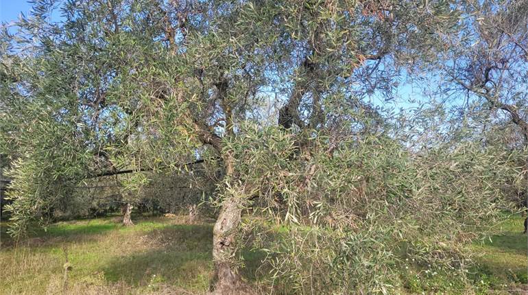 TERRENO MISTO DI HA 2,5 CON POZZO E CORRENTE