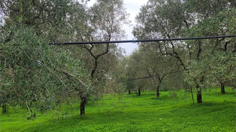 TERRENO DI HA 5,5 TRA OLIVETO E VIGNETO CON POZZO E DIGA