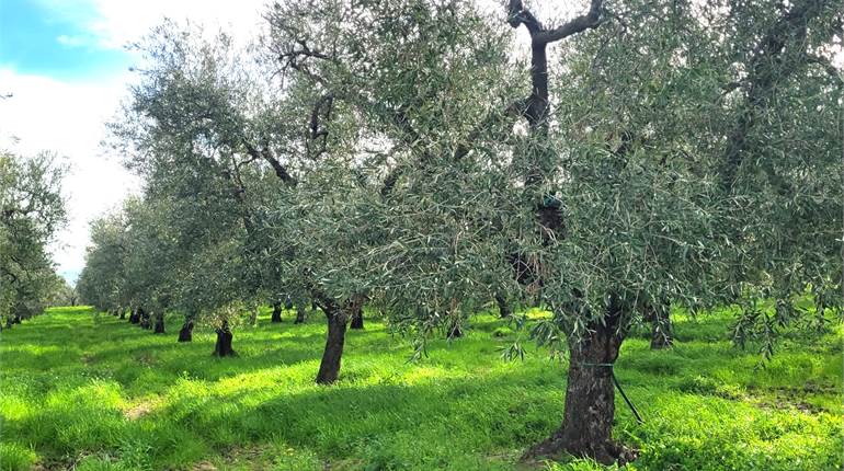 OLIVETO IRRIGUO CON FRONTE STRADA