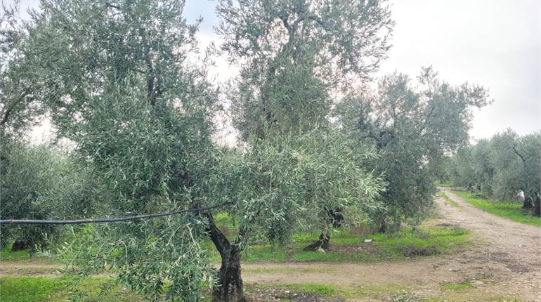OLIVETO HA 6,20 CIRCA CON POZZO E CORRENTE