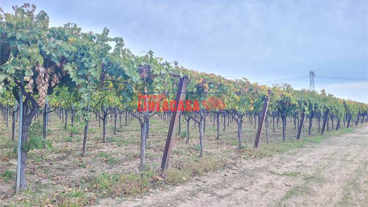 TERRENO AGRICOLO DI HA 12 TRA SEMINATIVO E VIGNETO GIOVANE