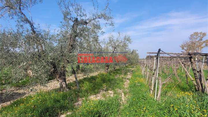 OLIVETO FRONTE STRADA IN VIA TORRE QUARTO